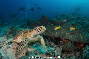 A green turtle taking a look at the camera by Marteyne Van Well 